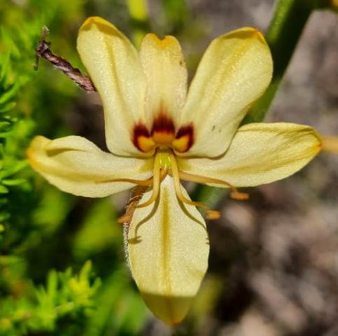 Wachendorfia brachyandra flower